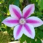 Клематисы х Capitaine Thuilleaux