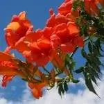 Campsis radicans - сильнорослый вьющийся кустарник.