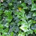 Посадите свой плющ, чтобы покрыть стену