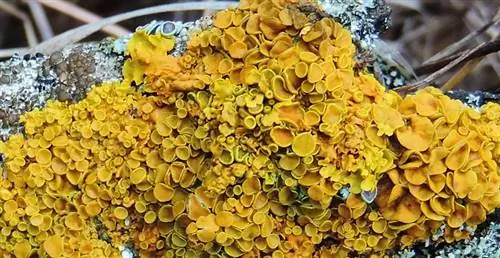 Лишайники и благоприятные условия окружающей среды