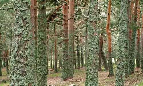лишайники могут расти на деревьях