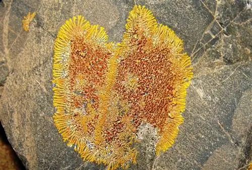 лишайники растут на камнях