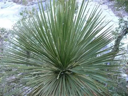 Dasylirion acrotriche var. паррианум