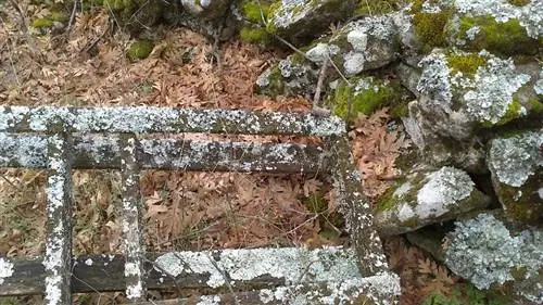 Это непаразитические растительные организмы.