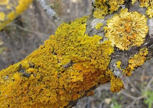 лишайник симбиоз водорослей и грибов
