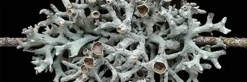 лишайники в научном журнале