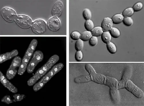 дрожжи - третий компонент, формирующий симбиотические отношения лишайников