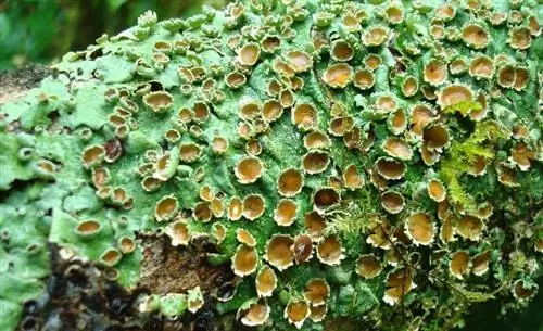 есть лишайники, ядовитые для млекопитающих