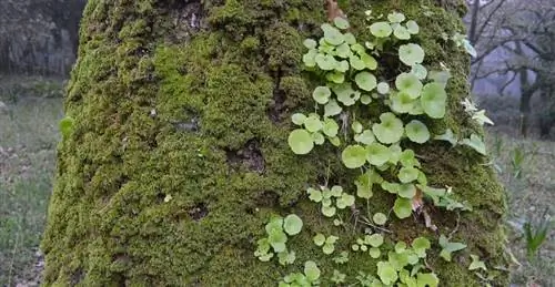ученые изучают наличие дрожжей по всему миру