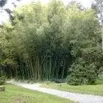 Phyllostachys гетероцикла