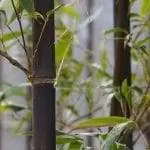 Филлостахис черный