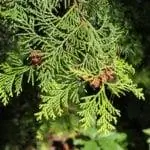 Chamaecyparis obtusa