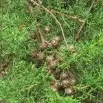 Кипарис лузитанский