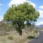 Брахихитон народный