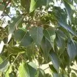 Брахихитон народный