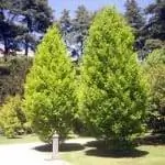 грабовое дерево