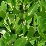 Лавровый лист, средство от мух