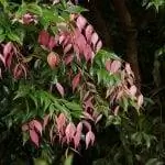 Сизигиум люхмании