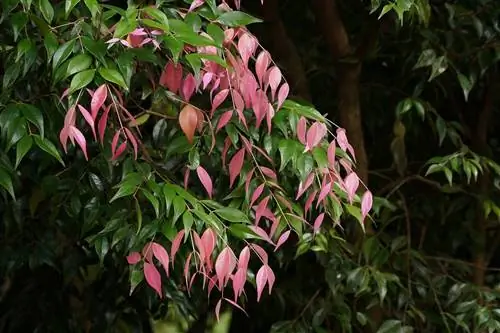 7 растений для заборов