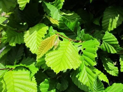 Листья Carpinus betulus