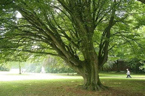 Carpinus betulus 'Fastigiata'