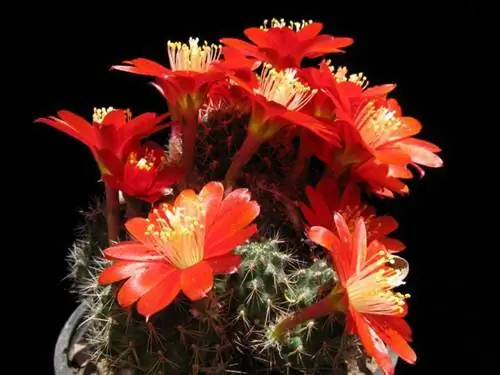 Образец Rebutia nigricans