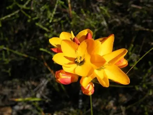 Растение Ixia dubia в цвету