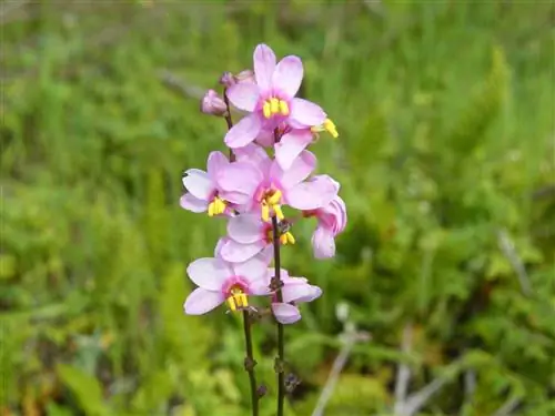 Иксия, самые счастливые луковичные растения