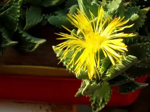 Faucaria tigrina в цветке
