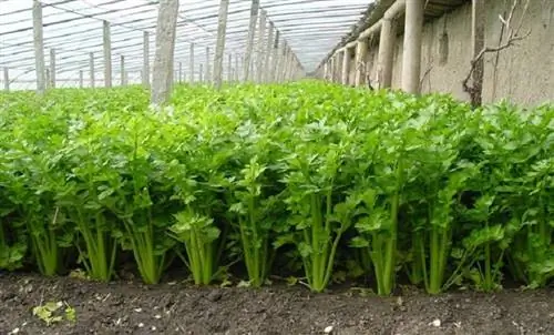 семена сельдерея