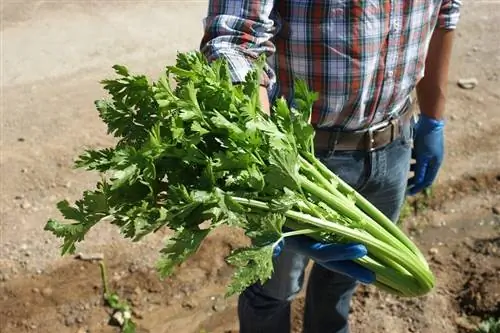 посадить сельдерей в своем саду