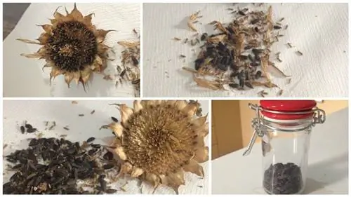 хранить семена