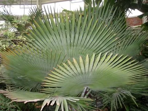 Листья Baileyan Copernicia