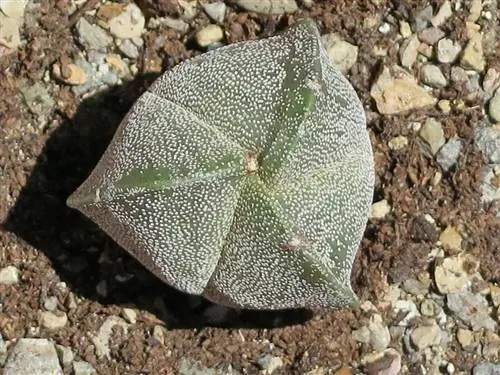 Образец Astrophytum myriostigma v. трикостатум