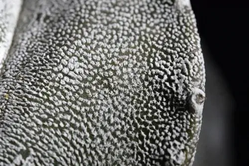 Подробное фото Astrophytum myriostigma