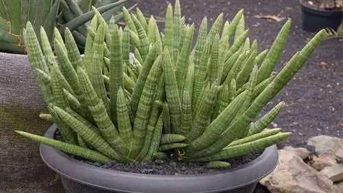 Странное растение Sansevieria cylindrica