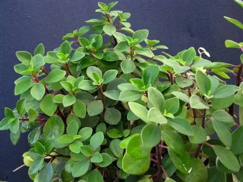 Образец Peperomia humilis