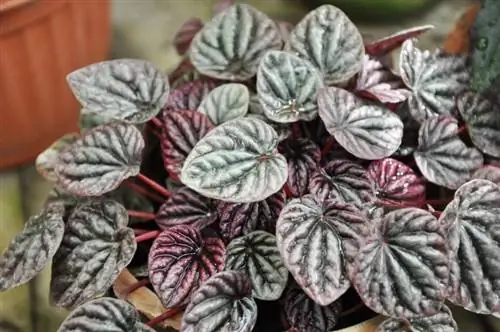Растение Peperomia caperata 'Emerald Ripple Pepper''