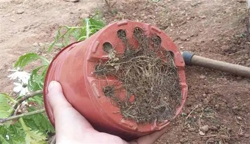 Корни вылезают из дренажных отверстий