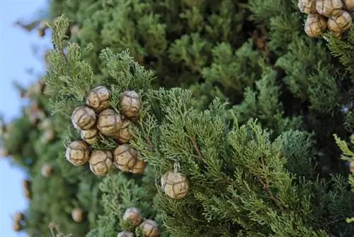 Cupressus sempervirens, деталь листьев
