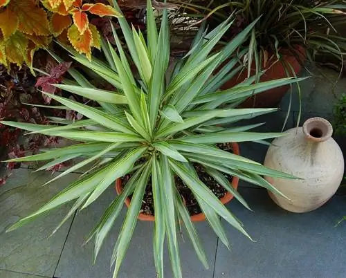 Молодой экземпляр юкки слоновой ''Variegata''
