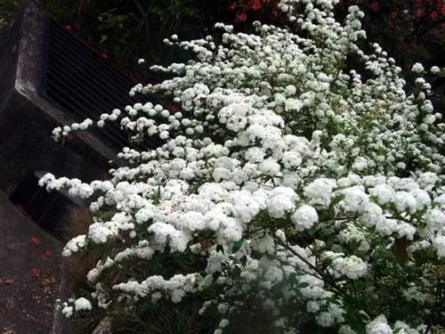 Цветы свадебной короны