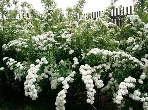 Spiraea cantoniensis или венок невесты в цвету