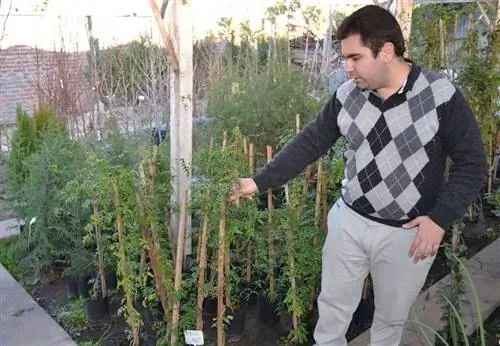 советы по размещению лозы
