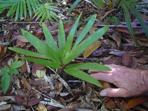 Образец Dypsis minuta