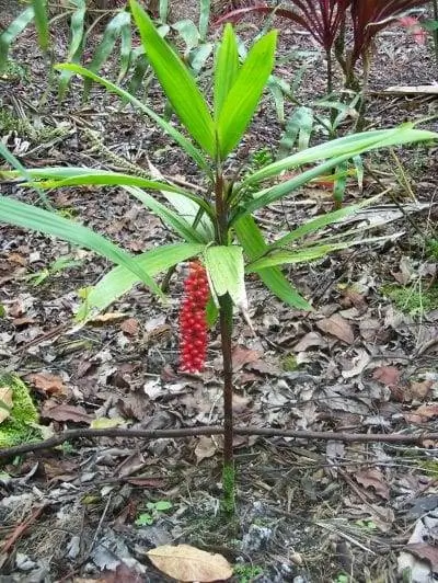 Dypsis minuta на Гавайях