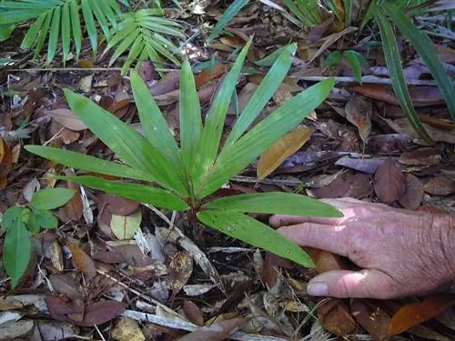 Dypsis minuta, самая маленькая пальма в мире