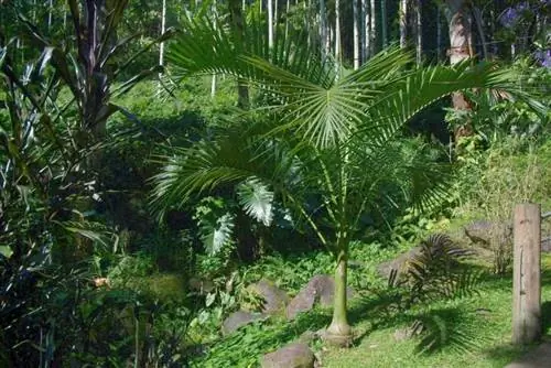 Молодая пальма Carpoxylon macrospermum