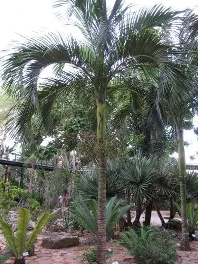 Взрослый экземпляр Carpoxylon macrospermum