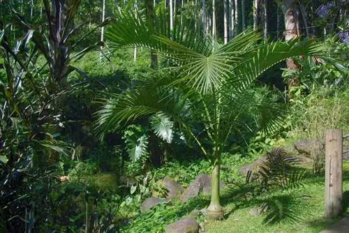 Откройте для себя пальму Carpoxylon macrospermum